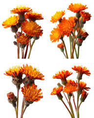 Hawkweed Flowers, Orange, White Background