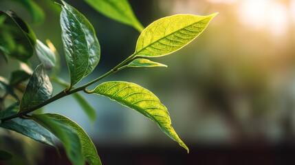Obraz premium Vibrant green leaf bathed in sunlight, a serene moment of nature's delicate beauty
