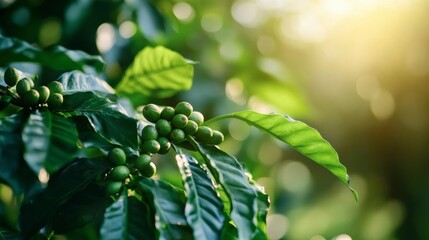 Growth Trees concept Coffee bean seedlings nature background Beautiful green
