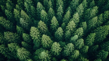 Forest from above