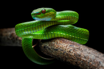 close up of a green snake
