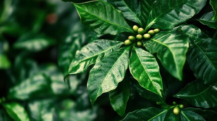 Growth Trees concept Coffee bean seedlings nature background Beautiful green