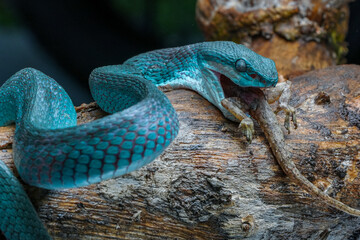 Blue viper on a branch with prey 