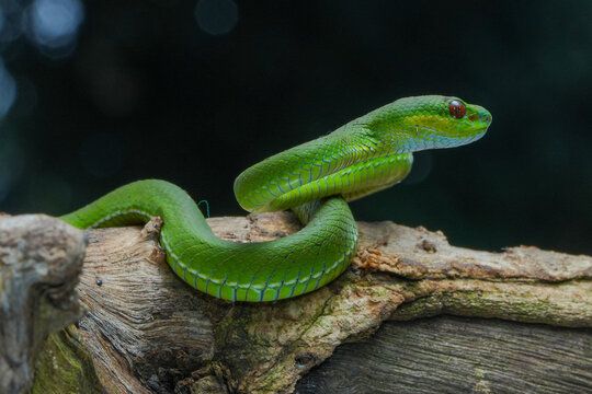 green viper on a branch