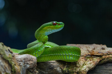green snake on tree