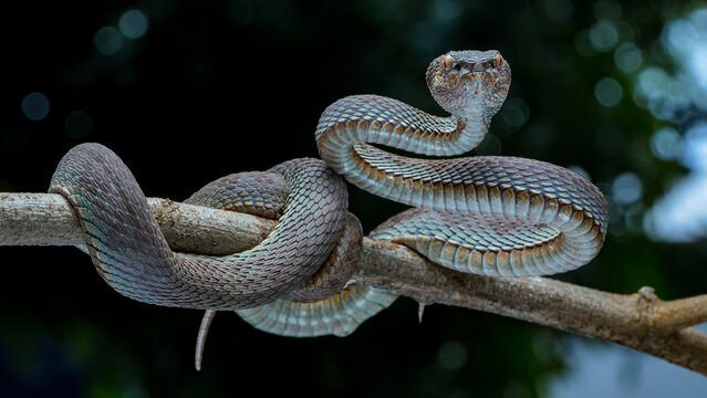 snake on the branch