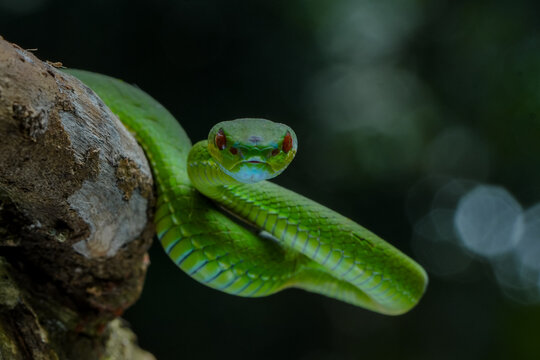 green snake in the tree