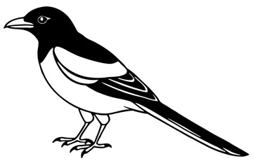 Elegant Magpie Line Art