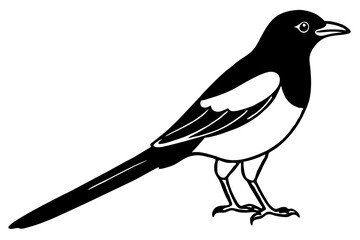 Elegant Magpie Line Art