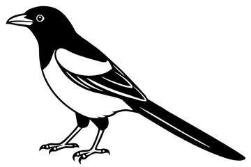 Elegant Magpie Line Art