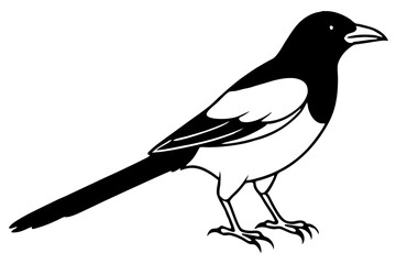 Elegant Magpie Line Art