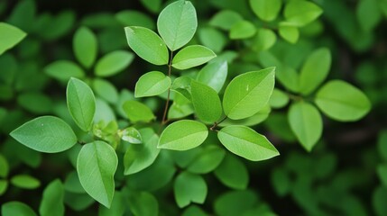 green foliage texture