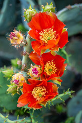A flowering cactus in Tucson, Arizona
