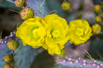 A flowering cactus in Tucson, Arizona