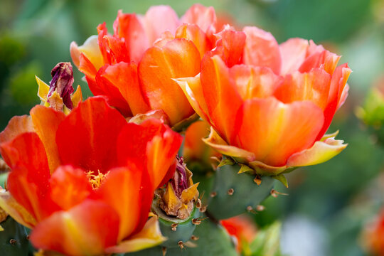 A flowering cactus in Tucson, Arizona