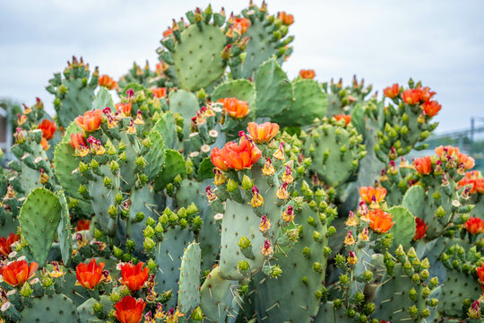 A flowering cactus in Tucson, Arizona