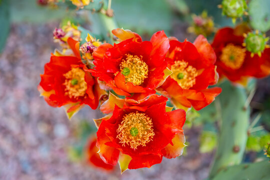 A flowering cactus in Tucson, Arizona