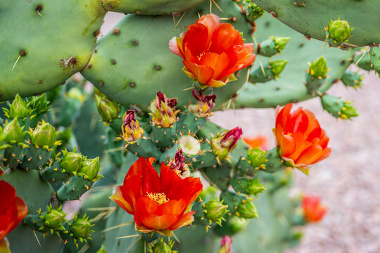 A flowering cactus in Tucson, Arizona