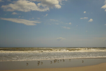 Flock of sand pipers digging in sand Cape Hatteras National Seas