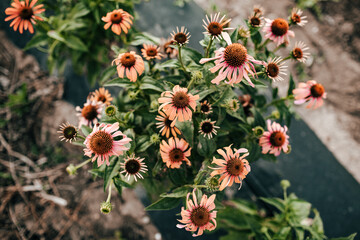 Colorado farm growing rows of orange and pink echinacea flower stems