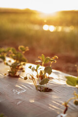 Colorado farm using plastic mulch to grow strawberry plants at sunset