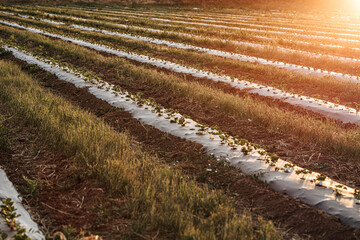 Colorado farming strawberries using plastic mulch  in rows at sunset © Cavan