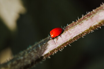 Colorado garden red ladybug on stem of plant in full sun