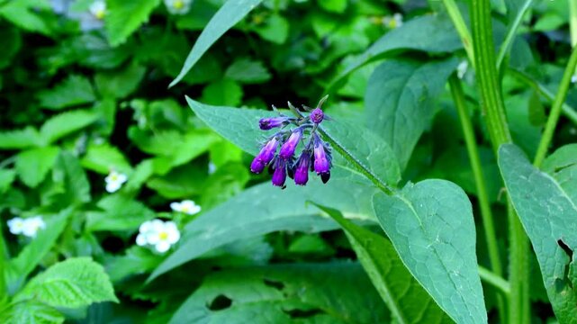 Comfrey, medicinal herb with flower in spring in Germany, zoom in to the flower