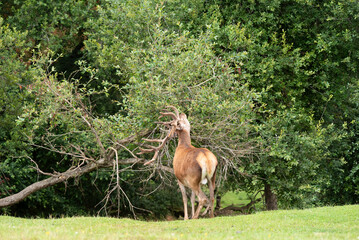 Deer with large antlers eating