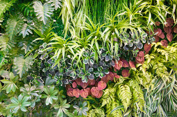 Variety of tropical plants and ferns in the garden.