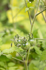 Green cherry tomatoes on vine covered in rain drops