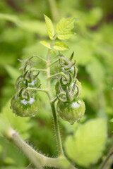 Green cherry tomatoes on a vine after rain