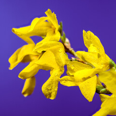 Vibrant Forsythia Blossoms Bursting with Spring Sunlight