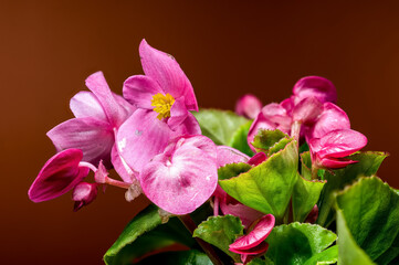 Obraz premium Delicate Pink Begonia Blossoms with Yellow on Warm Brown