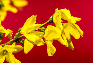 Vibrant Forsythia Blossoms Bursting with Spring Sunlight