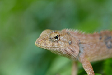 Close-up view of  lizard on branch
