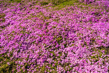 Obraz premium Carpobrotus Edulis in bloom in Monterey, California