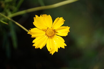 Vibrant yellow flower blooming in nature's garden close-up view capturing the beauty of flora