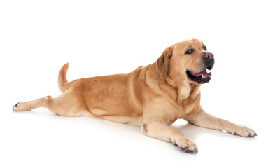 adult labrador retriever