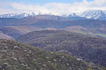 Obraz premium A hilly area with various flowering trees and shrubs.