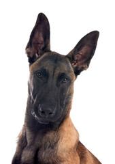 young malinois in studio