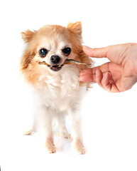 chihuahua in studio