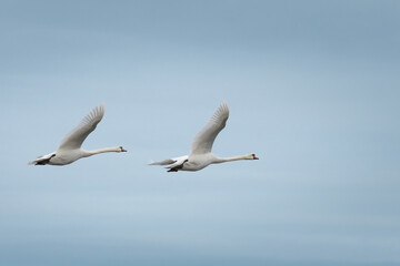 Obraz premium swans flying (cygnus olor) against sky