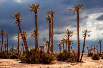 Palmeraie near Marrakesh with tall date palms rising above a dry desert landscape under a dramatic cloudy sky, showcasing Morocco arid environment, exotic travel culture, nature and wilderness beauty