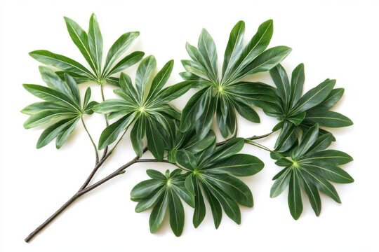 Close up of a schefflera arboricola branch with green leaves on a white background studio shot