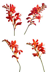 Crocosmia Lucifer Bloom, Fire Red, Side View