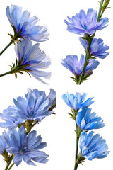 Fototapeta premium Chicory Blooms Powder Blue Side View