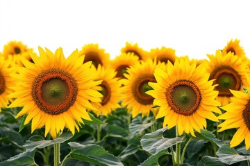 Obraz premium A field of bright yellow sunflowers with green leaves against a white background in a sunny day light