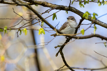 spotted flycatcher (muscicapa striata). on tree
