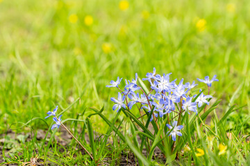 Chionodoxa forbesii (Glory-of-the-Snow) blooming in early spring grass